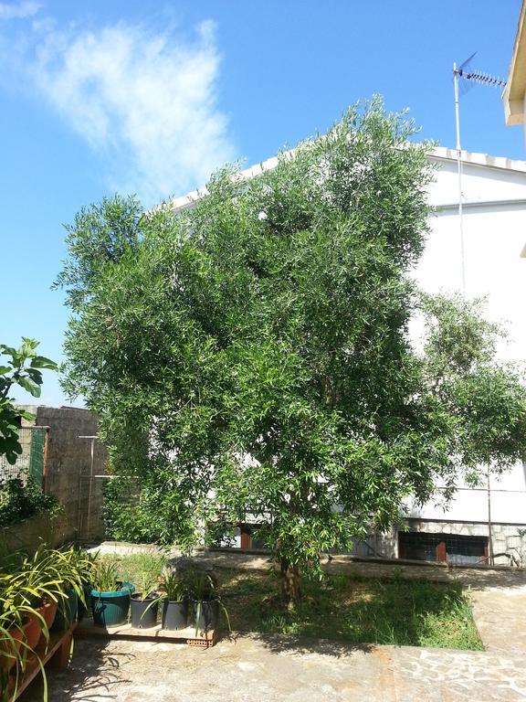 Apartments Maslina Bozava Bilik gambar